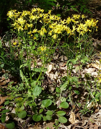 {Packera obovata}